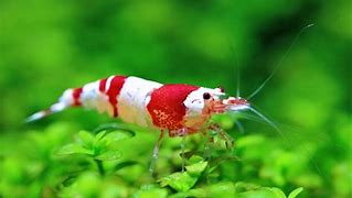 Image result for Freshwater Shrimp Aquarium