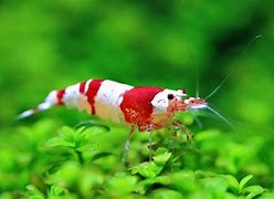 Image result for Aquatic Shrimp