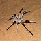 Image result for Real Life Giant Spiders