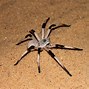 Image result for Biggest Wolf Spider in the World