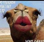 Image result for GEICO Camel Saying Hump Day