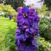 Image result for Delphinium magic fountain Dark Blue/White Bee