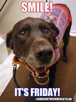 Image result for Funny Happy Friday Animal Memes