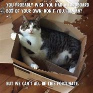 Image result for Happy International Cat Day Meme