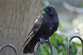 Image result for Raven Bird Symbolism