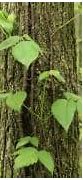 Image result for Realistic Poison Ivy Plant
