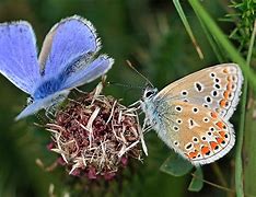 Image result for Identify Small Blue Butterfly S with Their Wings Folded