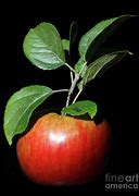 Image result for Ida Red Apple