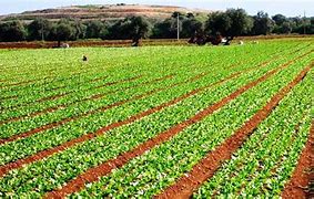 Image result for agricolio