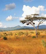 Image result for Kenya Vegetation