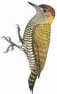 Image result for Veniliornis maculifrons