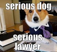 Image result for Are You Serious Dog Meme