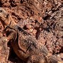 Image result for Mojave Desert Tortoise Home
