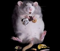 Image result for Funny Fat Rats