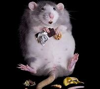 Image result for Fat Rat Dancing