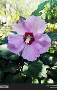Image result for Purple Hibiscus Flower