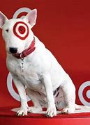 Image result for Spot Target Dog