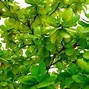 Image result for Apple Green Background Design