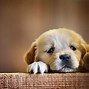 Image result for Cute Puppy Eyes On Human