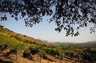 Image result for Promise Cabernet Sauvignon Winston Hill