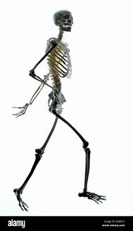 Image result for Android Skeleton