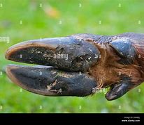 Image result for Cloven Foot Side View