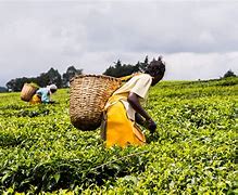 Image result for African Farming