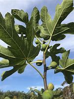 Image result for Ficus carica Brown Turkey