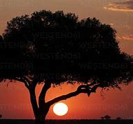 Image result for Kenya Sunset Silhouette