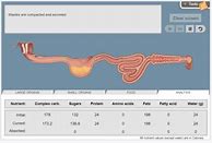 Image result for Digestive System Gizmo