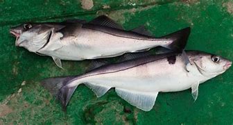 Image result for haddock