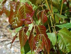 Image result for Poison Ivy Leaf Pic