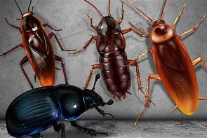 Image result for Beetle vs Cockroach