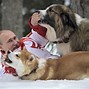 Image result for Vladimir Putin Dog