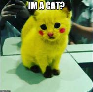 Image result for Pikachu Cat Meme