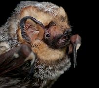 Image result for Hoary Wattled Bat