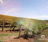 Image result for Lindeman's Nyrang Hunter Valley