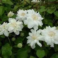 Image result for Clematis Sylvia Denny