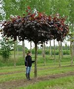 Image result for Acer platanoides Royal Red