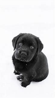 Image result for Cute Puppy Phone Wallpaper