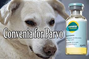 Image result for Parvo Medicine