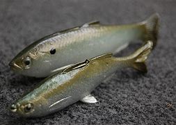 Image result for Bait Fish