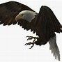 Image result for 3D Bald Eagle