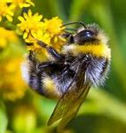 Image result for Bumblebee On Ground Spinning