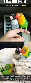 Image result for Cute Funny Bird Memes