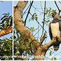 Image result for How Big Is an American Harpy Eagle