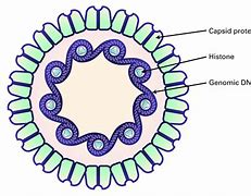 Image result for HP Papillomavirus