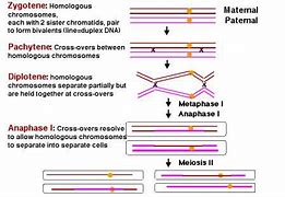 Image result for Recombination Mechanism