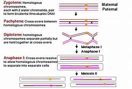 Image result for Difference Between Synapsis and Crossing Over