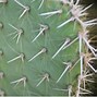 Image result for Plants with Sharp Needles